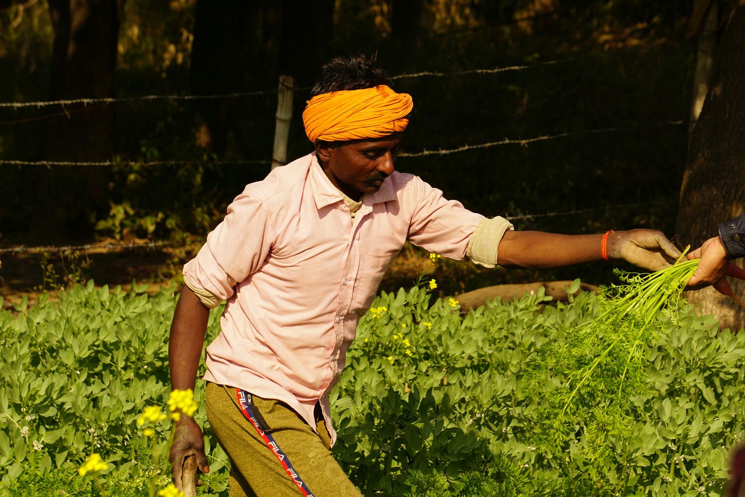Farmer working
