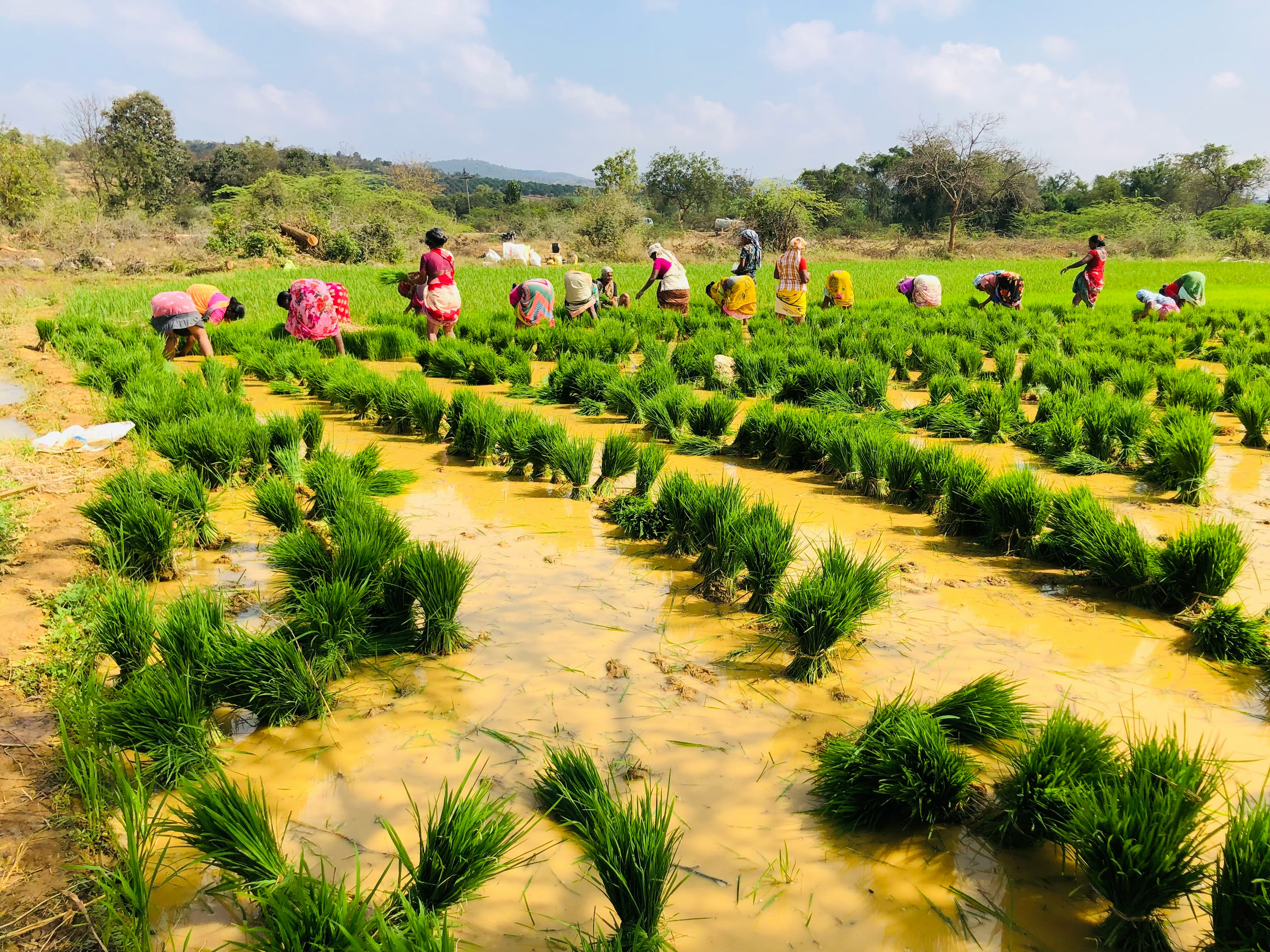 The Rise of Organic Farming in India